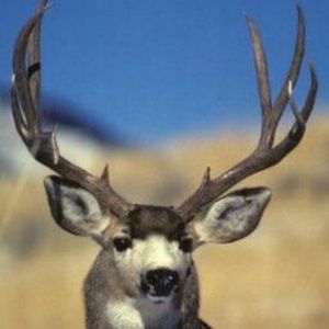 Meet your Posher, Ricky